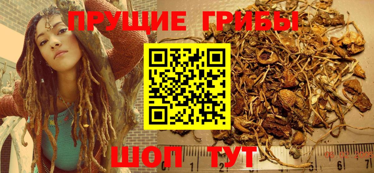 Псилоцибиновые грибы Psilocybine cubensis Саянск